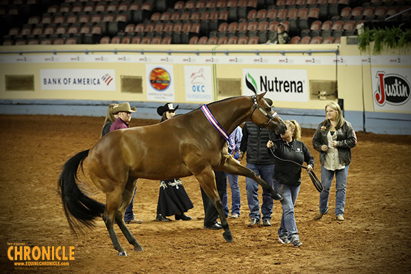 Halter AQHA World Champions Include Stehney, Fox, Ferguson, Perniciaro, Trahan, Klover