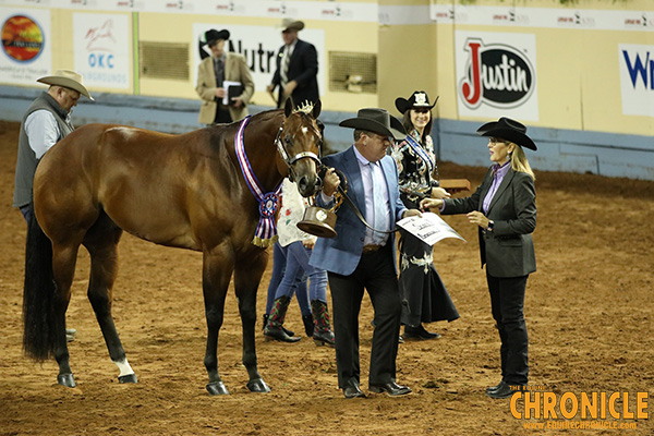 2019 AQHA World- Amateur Halter