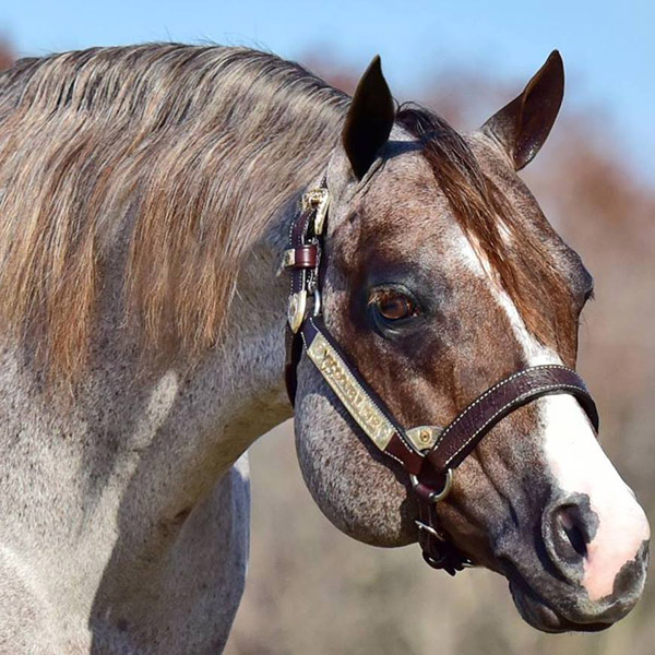 Kathy Tobin is Proud, New Owner of AQHA Sire, VS Code Blue