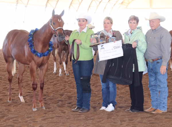 2020 Best In The West Halter Futurity Recap