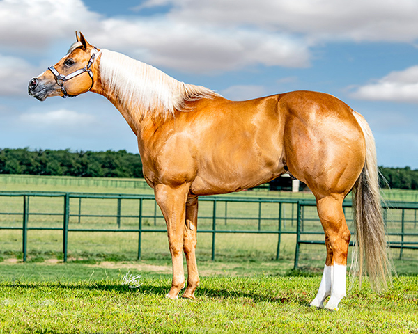 3 Internet Auctions Closing Soon – 1 Horse Auction, 2 Stallion Service Auctions