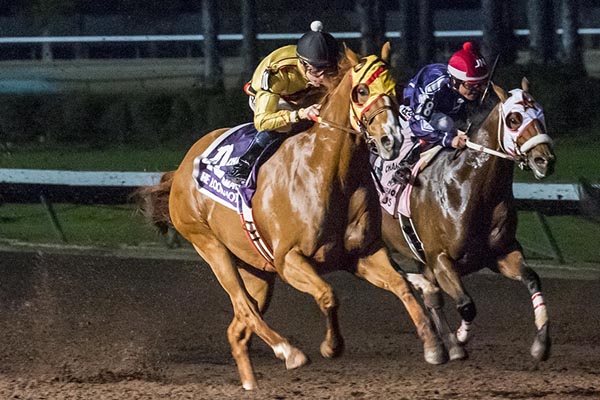 He Looks Hot is 2019 World Champion Racing American Quarter Horse