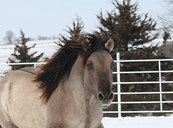 AQHA Executive VP Craig Huffhines Reflects on 2019 and Shares Vision For 2020