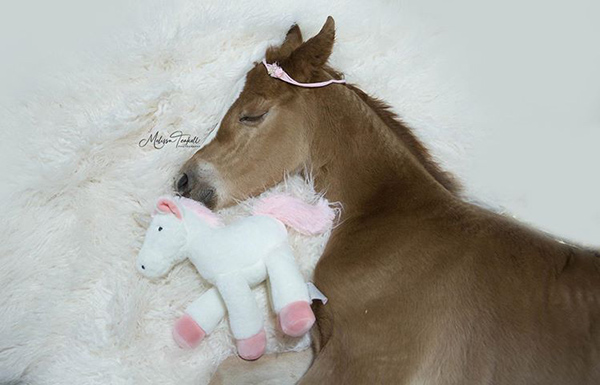 EC Photo of the Day- It’s Foal Season!