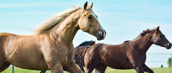 Update AQHA Member Account Information For 2020