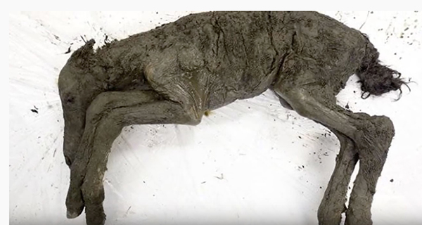 40,000 Year-Old Foal Discovered Perfectly Preserved in Russia Permafrost