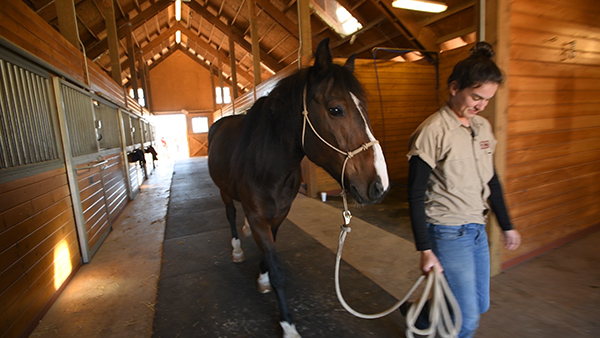 U.S. Border Patrol Horse With Longest Record of Active Service Has Retired