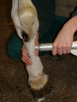 Research Identifies Possible Shock Wave Treatment Markers in Horses