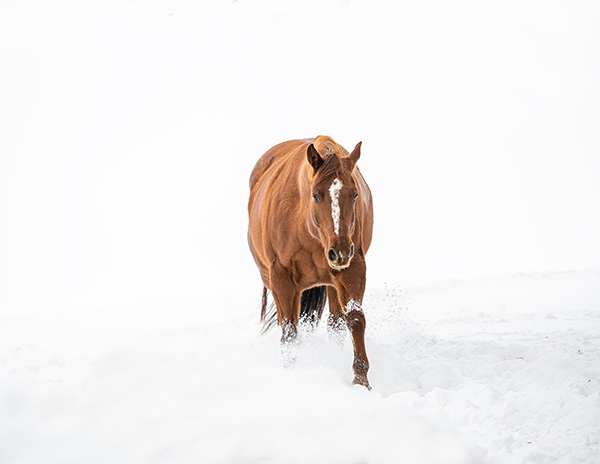 EC Photo of the Day- Winter Wonderland