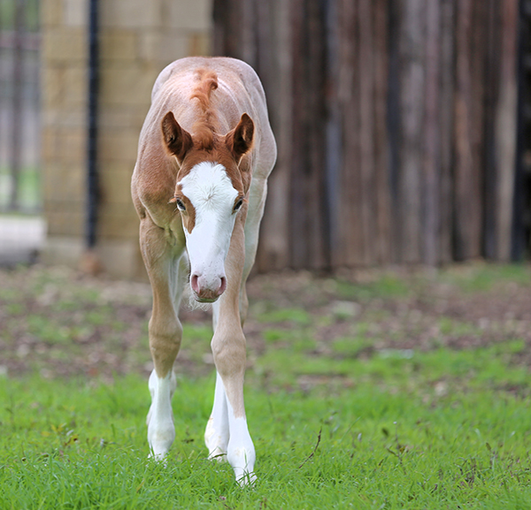 EC Foal Photo of the Day- Cupid Has Arrived!