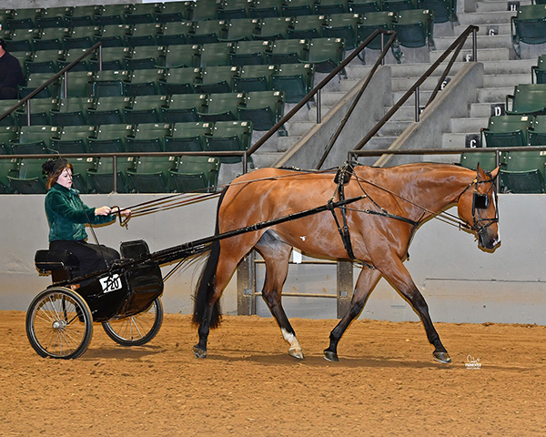 2020 Dixie National QH Show Recap