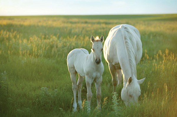 European Commission Clarifies Studbook of Origin with AQHA and DQHA