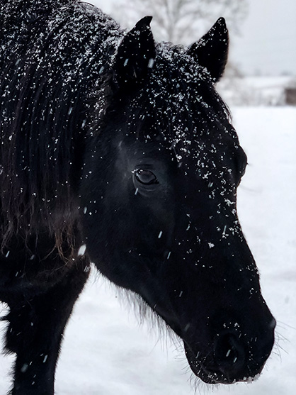 EC Photo of the Day- Snowflakes