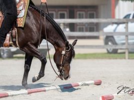 At Home Trail Schooling Survival Guide