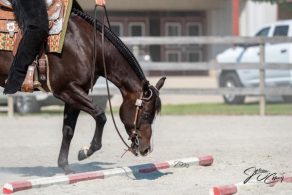 At Home Trail Schooling Survival Guide