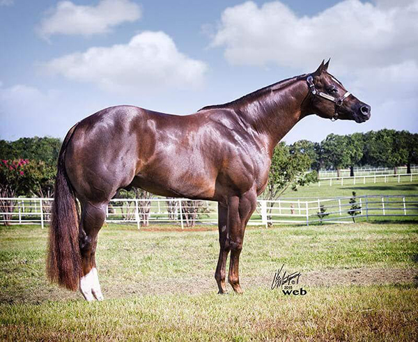 Multiple World Champion Sire, Valentino, Laid to Rest