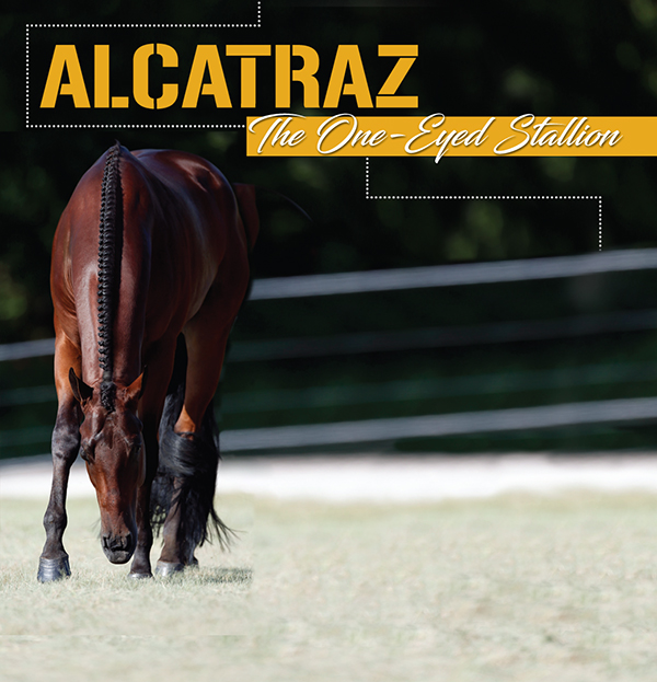 Alcatraz – The One-Eyed Stallion