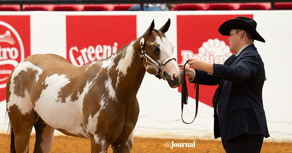 Platinum Breeders’ Futurity Adds Yearling Division to 2020 APHA World Show