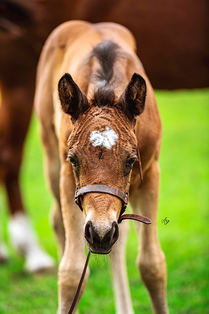 EC Foal Photo of the Day- New Life