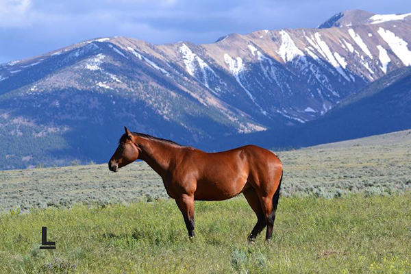 New Multilingual AQHA Resources