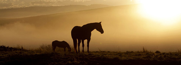 AQHA- Recognizing Email Scams