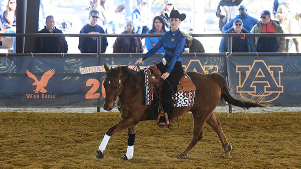 Work For the Bigger Cause: Auburn Equestrian Completes Undefeated Season