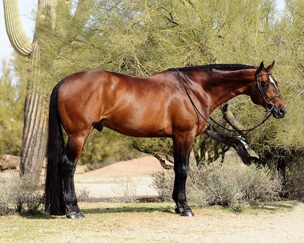 Top 5 AQHA Hunter Under Saddle Sires of 2019