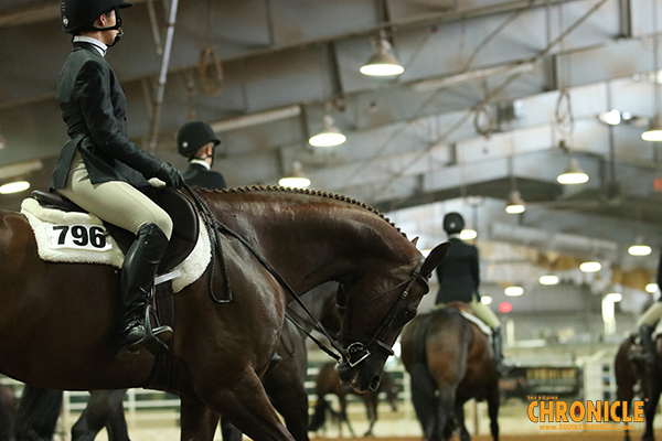 COVID-19 Schooling Survival Guide- Equitation