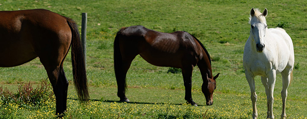 New Therapy Could Combat Persistent Joint Infections in Horses