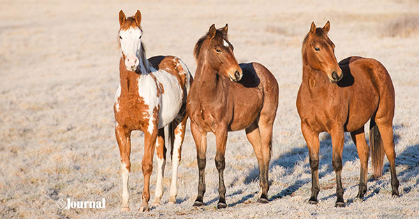 CARES Act Addresses Horse Industry Concerns