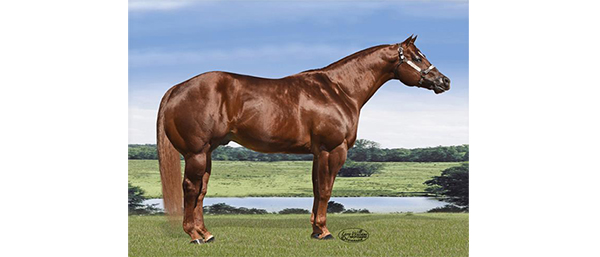 Top 5 AQHA Halter Sires For 2019