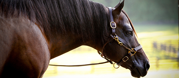 Top 5 Western Pleasure Sires For 2019