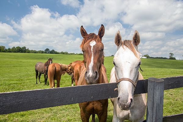 Plan Ahead for Equine Feed Needs, But Not Too Far Ahead…