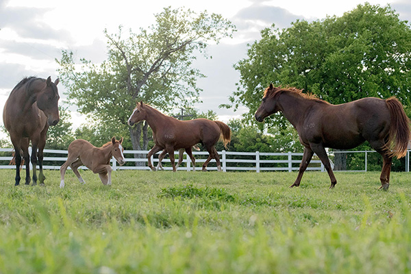 2020 AQHA Standing Committee Reports and Rules Approved