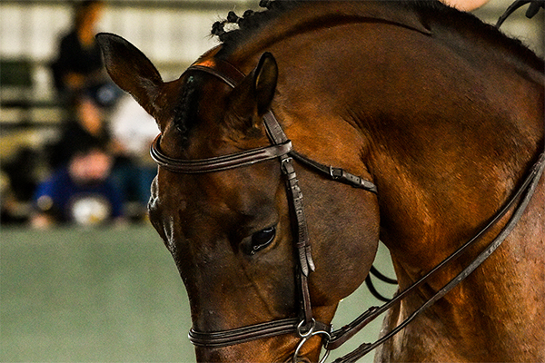 NCEA Announces 2020 Riders of the Year