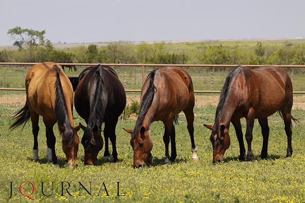 Get the Lowdown on AQHA DNA Typing and Parentage Verification