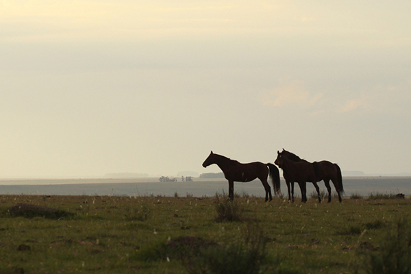 AQHA Disease Information Hub