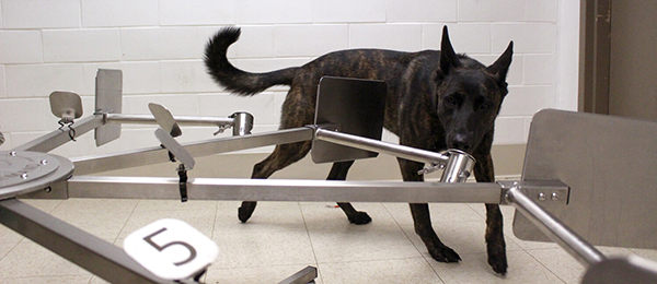 Dogs Being Trained to Sniff Out COVID-19