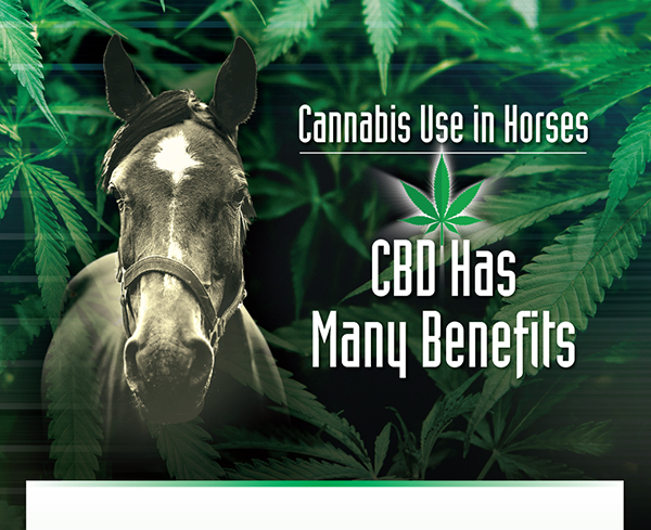 Cannabis Use in Horses – CBD Has Many Benefits