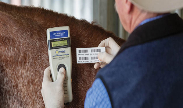 Recording Your American Quarter Horse’s Microchip Number