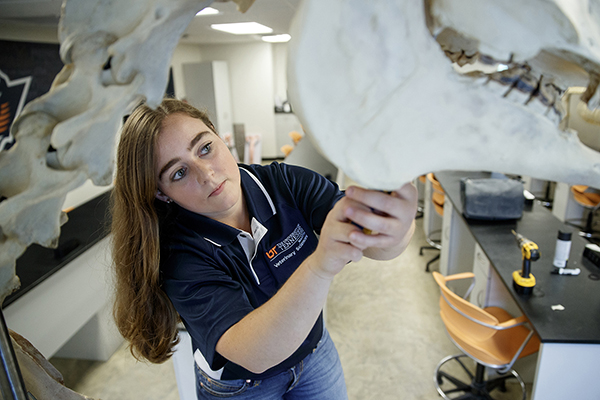 Fully Articulated Horse Skeleton Rebuilt to Help Teach Anatomy