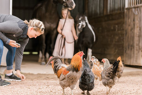 EC Photo of the Day- Attack of the Chickens!