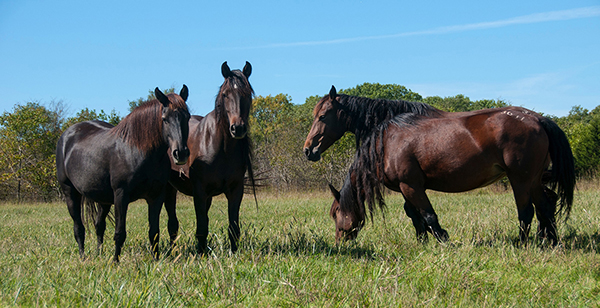 Help Horses Avoid Heat Stress