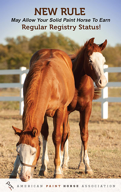 New Rule May Allow Your Solid Paint Horse to Earn Regular Registry Status