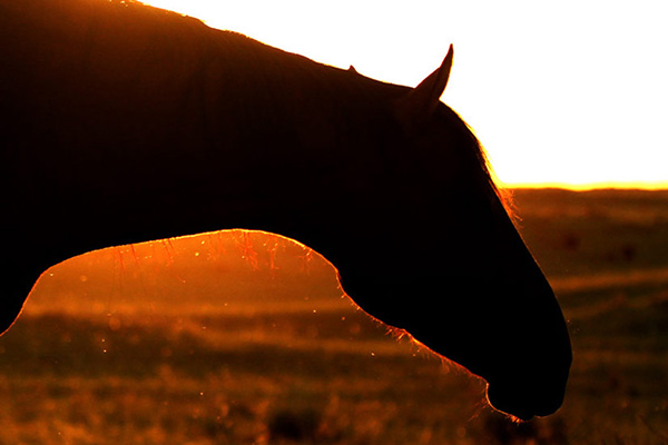 AQHA Director, Gilbert Arevalo, Has Passed