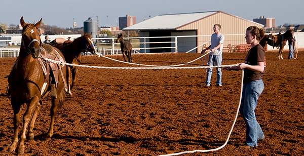 Physical Conditioning is Important for Previously Idle Horses