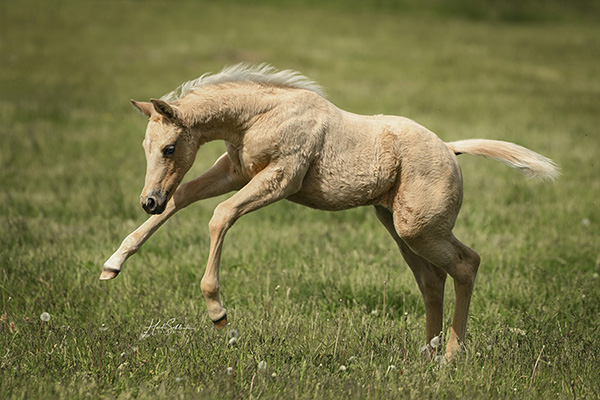 AQHA Hits 6 Million Registered Horses Milestone