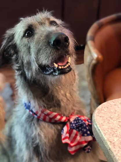 EC Photo of the Day- Patriotic Pups!