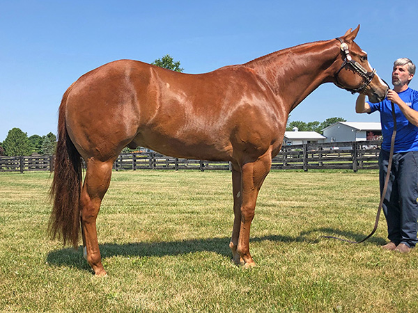 Shop Horses and Saddles Now – Two July Internet Auctions