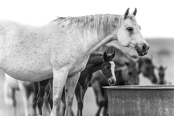 Share Your Recipe With AQHA For the AQHA Cookbook